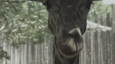 Giraffe closeup Stock Footage 25603951