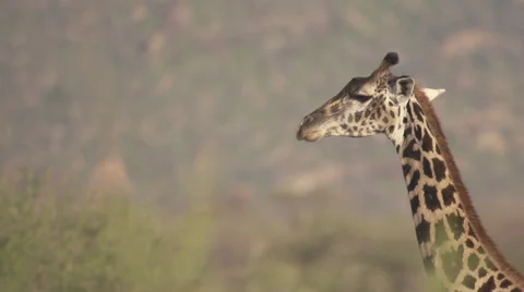 Giraffe closeup Stock Footage 33529987