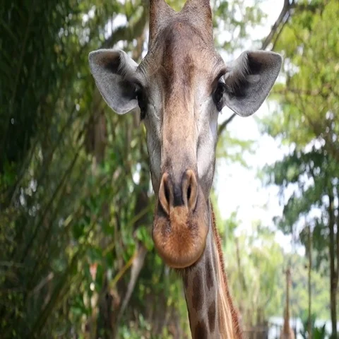 Giraffe Closeup Stock Footage 69733380