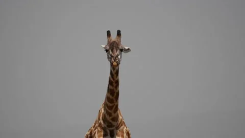 Giraffe closeup Stock Footage 141809486