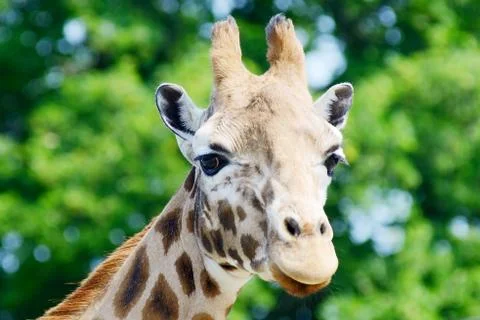 Giraffe closeup Stock Photos