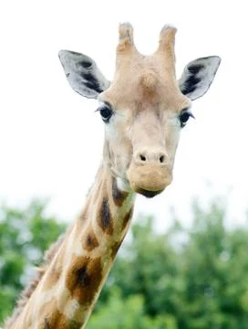 Giraffe closeup Stock Photos