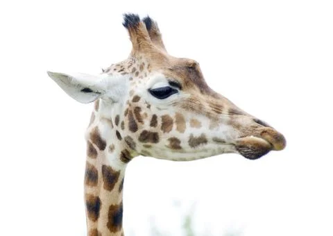 Giraffe closeup Stock Photos