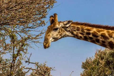 Giraffe closeup Stock Photos