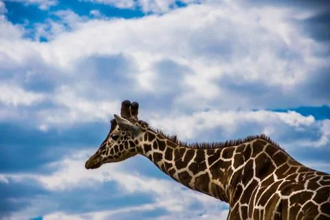 Giraffe in a cloudy scenery Stock Photos