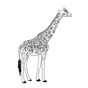 Giraffe coloring page vector Stock Illustration