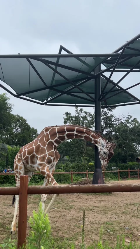 A giraffe at Como Park Zoo stands under a shelter and looks at camera Stock Footage 321506910