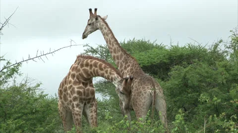 Giraffe couple Stock-Footage 24999941