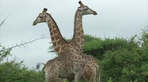 Giraffe couple Video stock 25041657