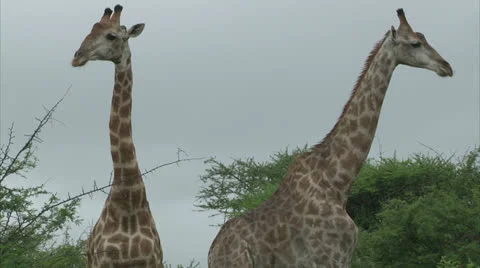 Giraffe couple Stock-Footage 25103675