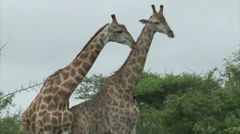 Giraffe couple Stock-Footage 25104522
