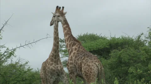 Giraffe couple Stock Footage 25105278