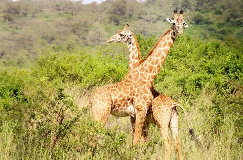 Giraffe couple Stock Photos