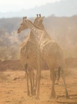 Giraffe couple viewed from backside standing together in dust storm at waterhole Stock Photos