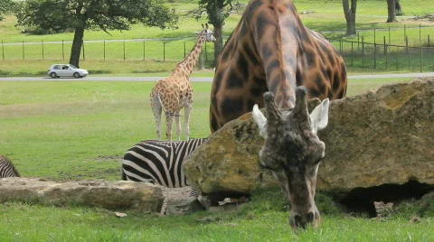 Giraffe cranes head over rocks Video stock 861019
