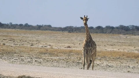 Giraffe crossing road in desert Stock Footage 118444627
