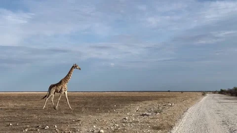 Giraffe crossing the road in the Savannah of Namibia National Park, Etosha Stock Footage 198687532