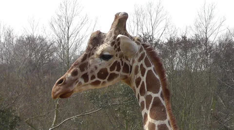 Giraffe CU Stock Footage 22516107