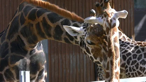 Giraffe with cub Stock Footage 117716496