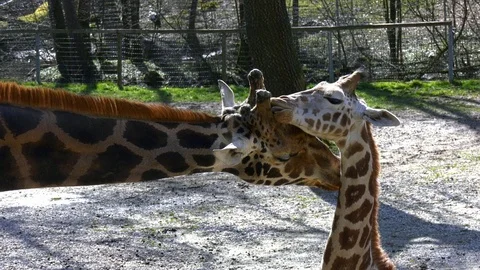 Giraffe with a cub Stock Footage 117720076