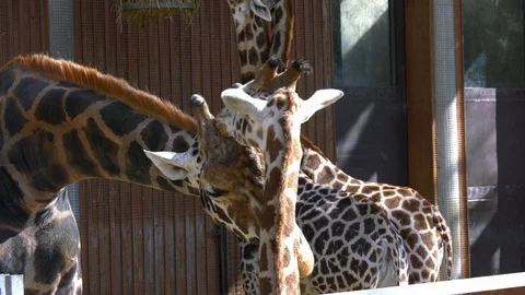 Giraffe with cub Stock Footage 117721419