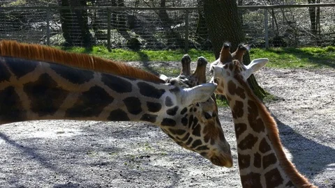 Giraffe with a cub Stock Footage 117721497