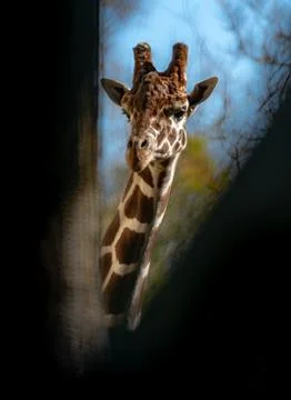 Giraffe Curiously Looking Framed Between Two Trees Stock Photos