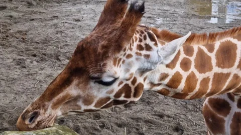 A giraffe delicately nibbles on foliage. Stock Footage 273344530