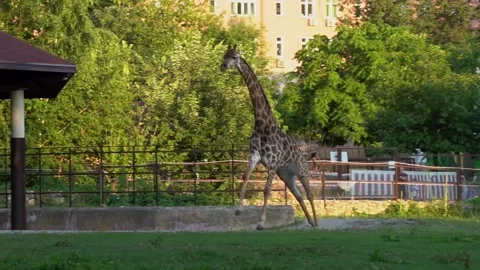 A giraffe demonstrating its capabilities in a fast run Stock Footage 157677962