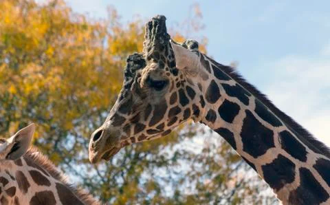 Giraffe in Denver Stock Photos