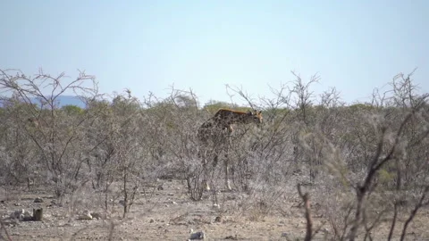Giraffe  in the desert Stock Footage 115644457