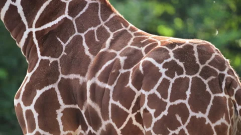 Giraffe displaying its distinctive brown and white spotted fur pattern and Stock Footage 325220519