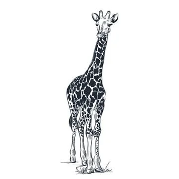 Giraffe drawing. Vector sketch illustration isolated on white background. Fas Stock Illustration