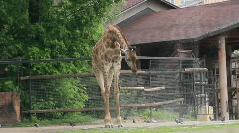 Giraffe drink Stock Footage 20588179