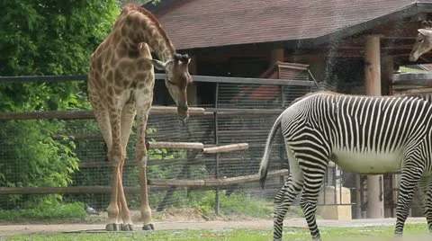 Giraffe drink in the zoo Stock Footage 20587913