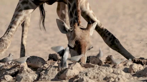 Giraffe drinking with birds fapping Stockbeeldmateriaal 132241773