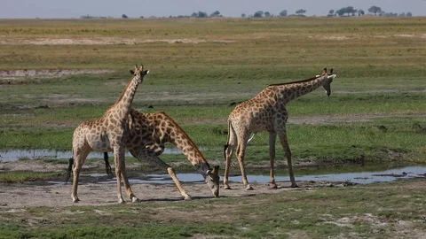 Giraffe drinking from Chobe River in Chobe NP Botswana Stock Footage 107284235