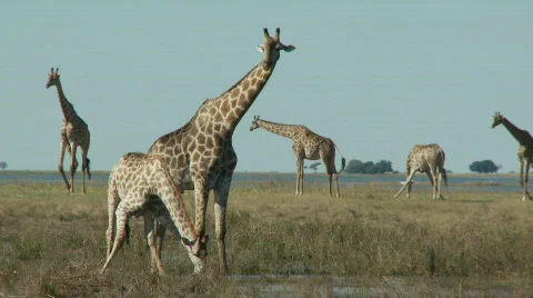 Giraffe drinking Stock Footage 374756