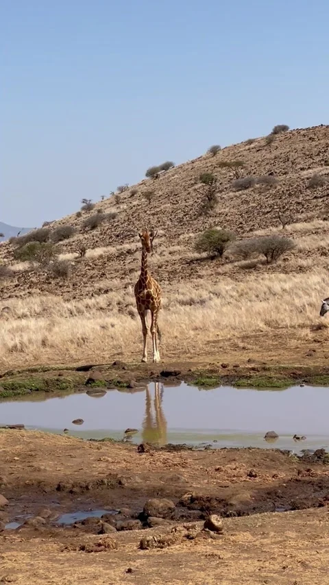 Giraffe drinking 库存影片 205376750