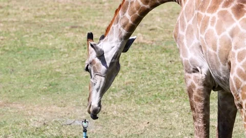 Giraffe Drinking at Khao Kheow Zoo Stock Footage 327695317