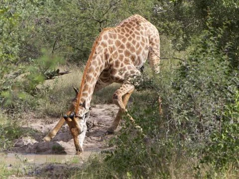 Giraffe drinking 스톡 사진
