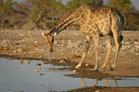 Giraffe is drinking Stock Photos