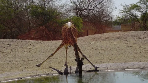 Giraffe drinking water in the desert Stock Footage 100820850