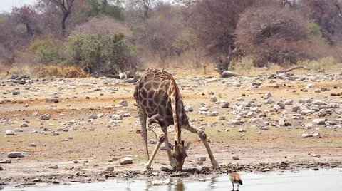 Giraffe drinking water in Etosha, Namibia. Stock Footage 43974090