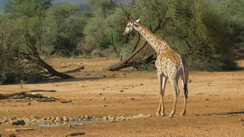 Giraffe Drinking Water In Etosha, Namibia. Stockbeeldmateriaal 347655209