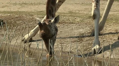 Giraffe drinking water Stock Footage 42672463