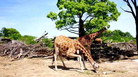 Giraffe Drinking Water Stock Footage 332886583