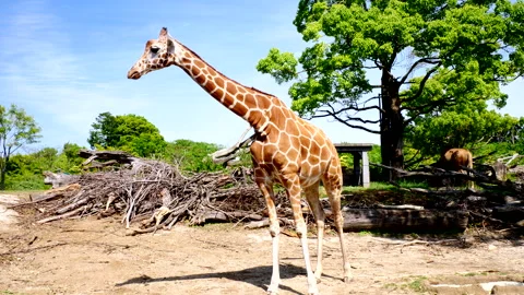 Giraffe Drinking Water Stock Footage 332886654