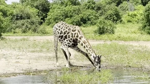 Giraffe drinking water Stock Footage 334572146