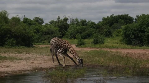 Giraffe drinking water Stock Footage 334572253